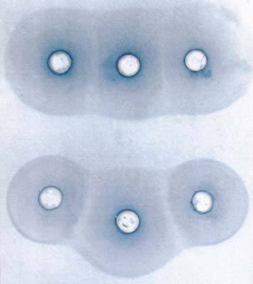 Original image